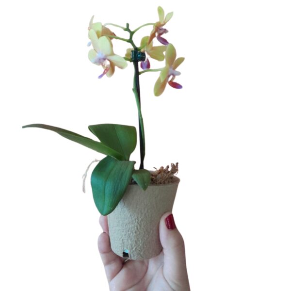 Vaso para mudas de plantas biodegradável compostável - 100 un