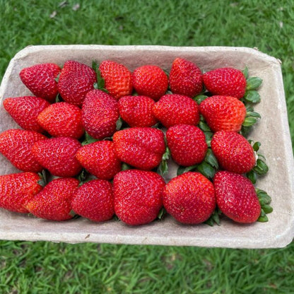 Bandeja Hortifruti biodegradável e compostável T10 24x20x5,5cm